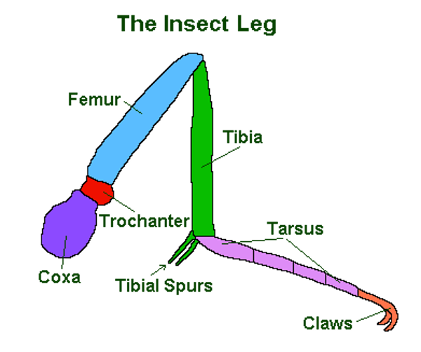 <p>claw, tarsus, tibia (tibial spurs), femur, trochanter, coxa</p>