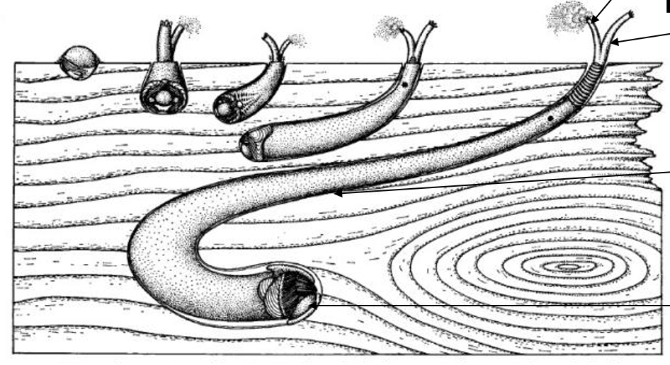 <p>AKA 'termites of the sea'. Worm-like body, up to 1-2m in length. Exit hole is 1-2mm. Incurrent and excurrent siphons. Inhabit wood, symbiotic bacteria degrade cellulose. Calcareous-lined tunnels! Can seal exit hole in times of low water. Head with rasping shell.</p>
