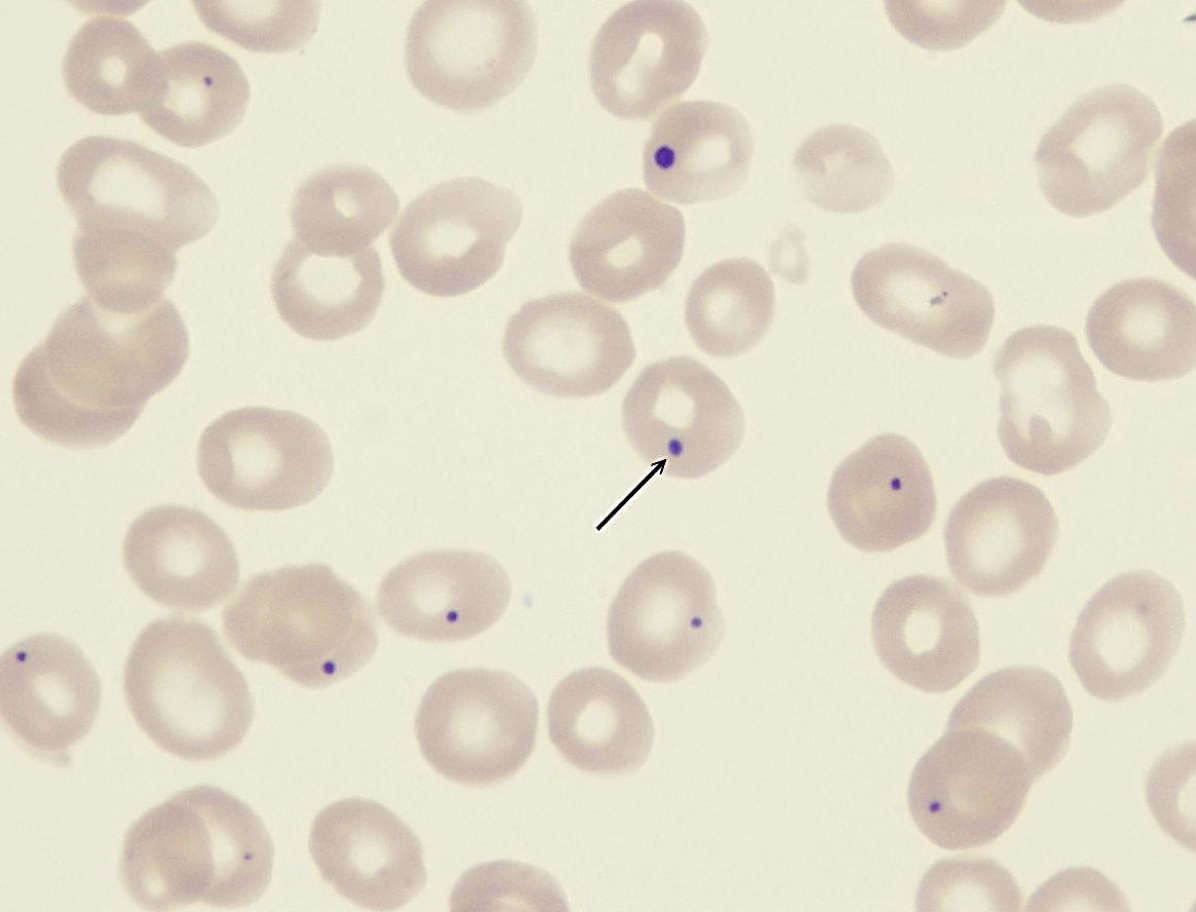 <p>what is this an example of?</p>