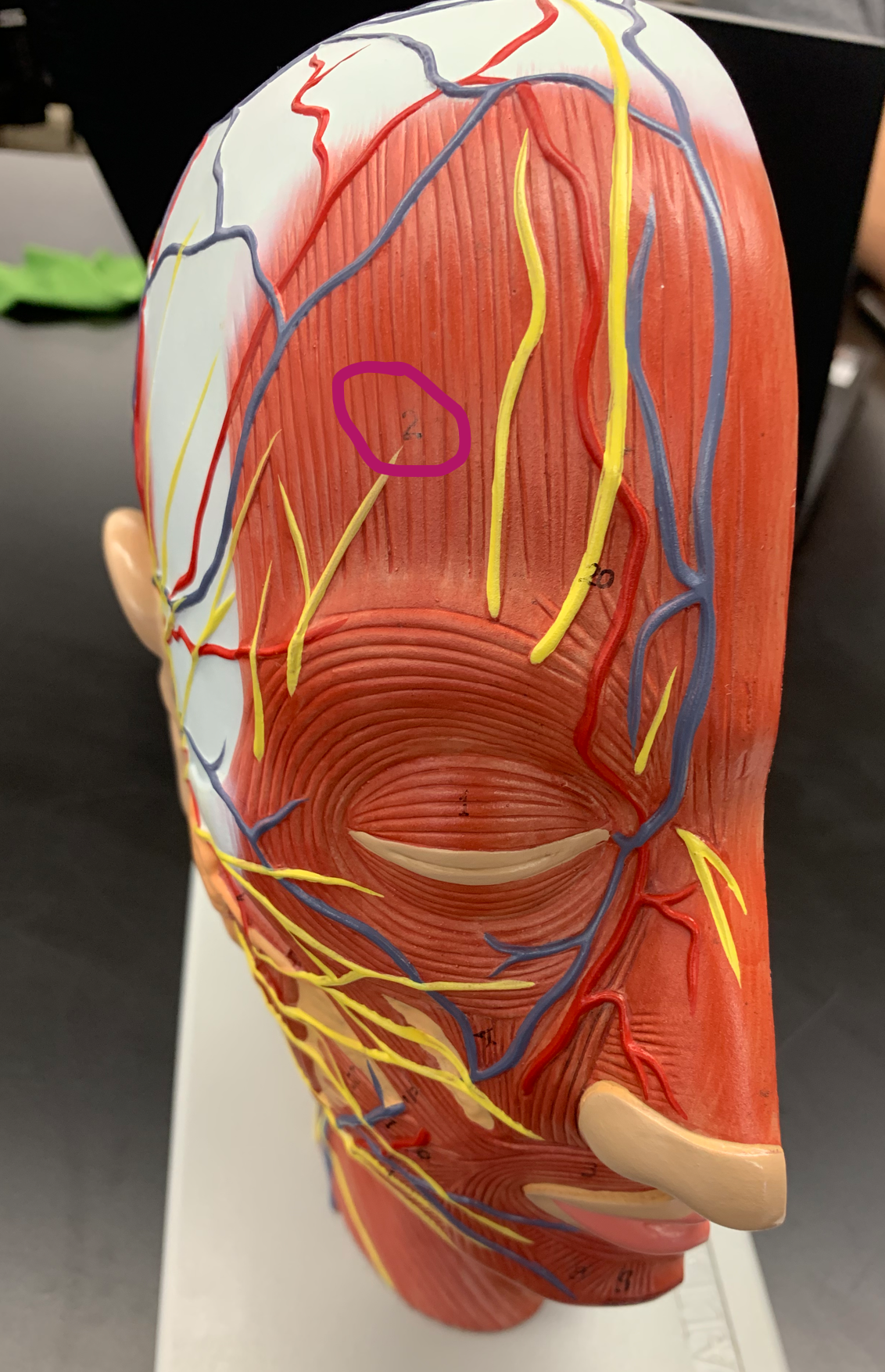 knowt flashcard image