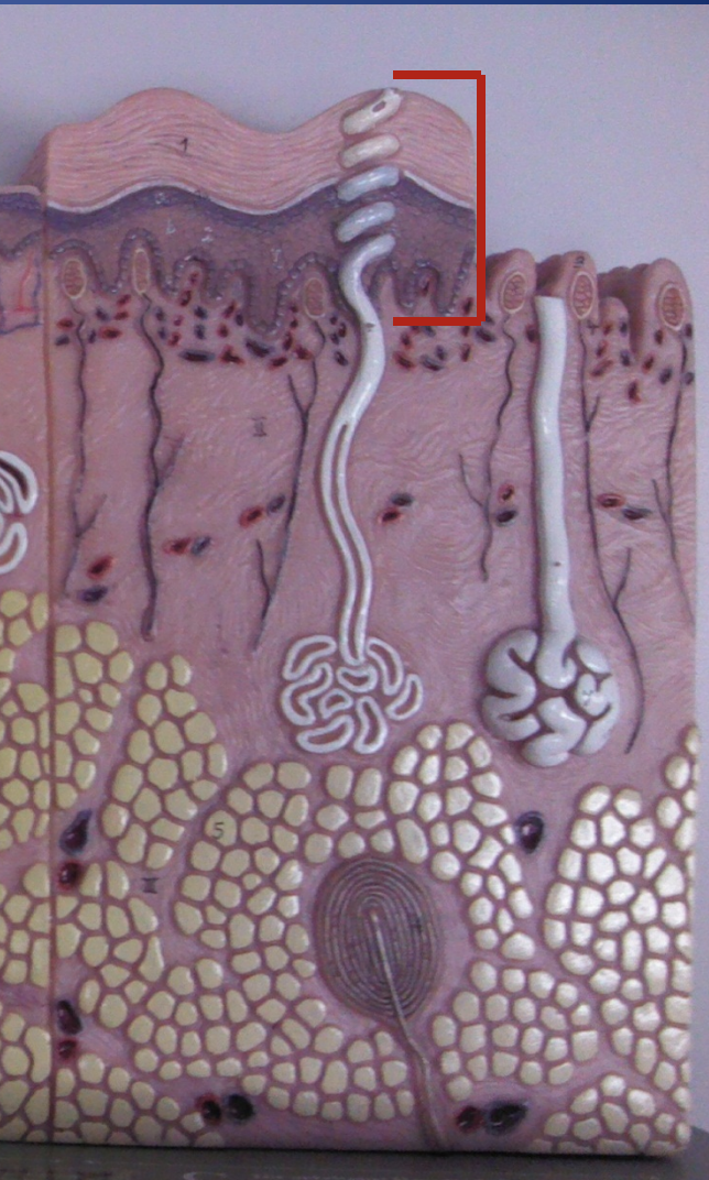 <p>Five layers</p>