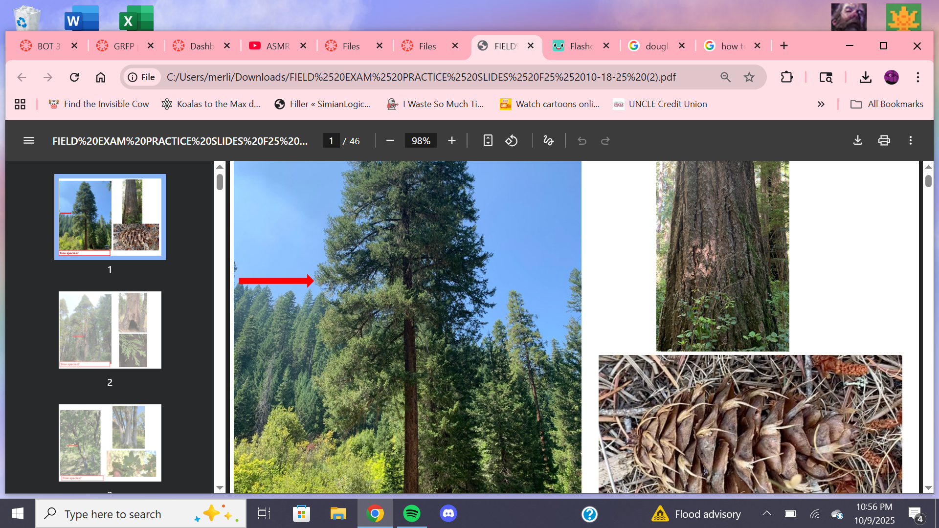 <p>Tree species?</p>