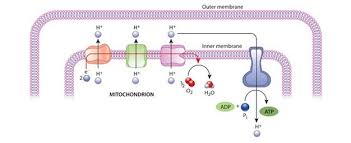 <p>Location of oxidative phosphorylation and electron transport.</p>