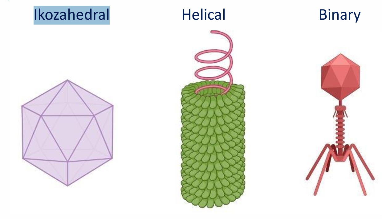 <p>Icosahedral <br>Helical<br>Binary</p>