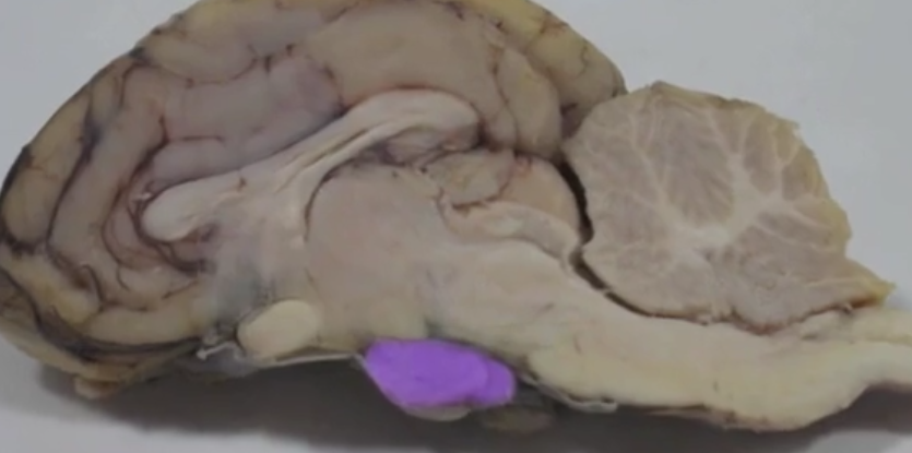<p>Pituitary gland </p>