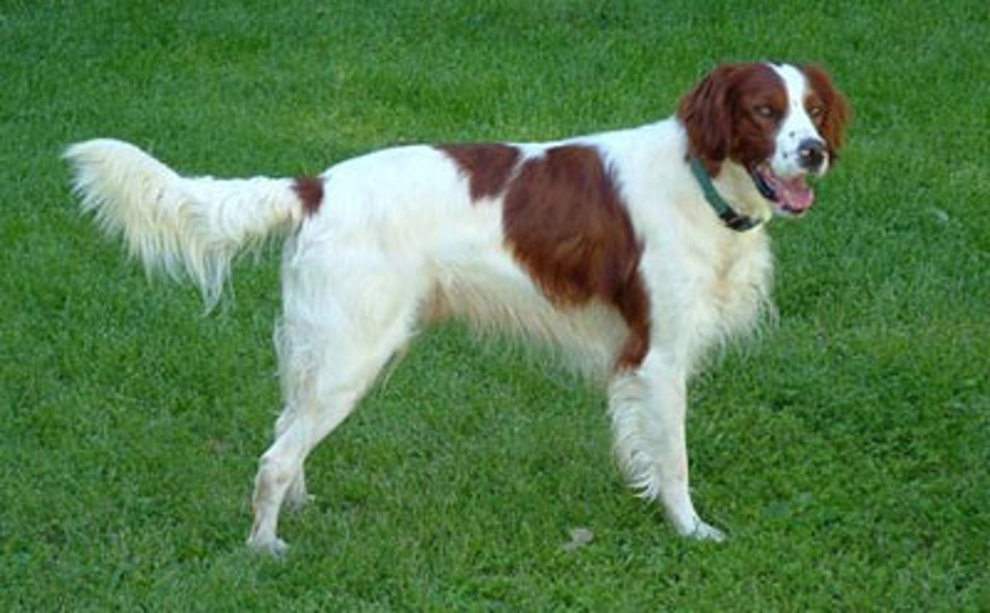 <p>der Irische Setter</p>