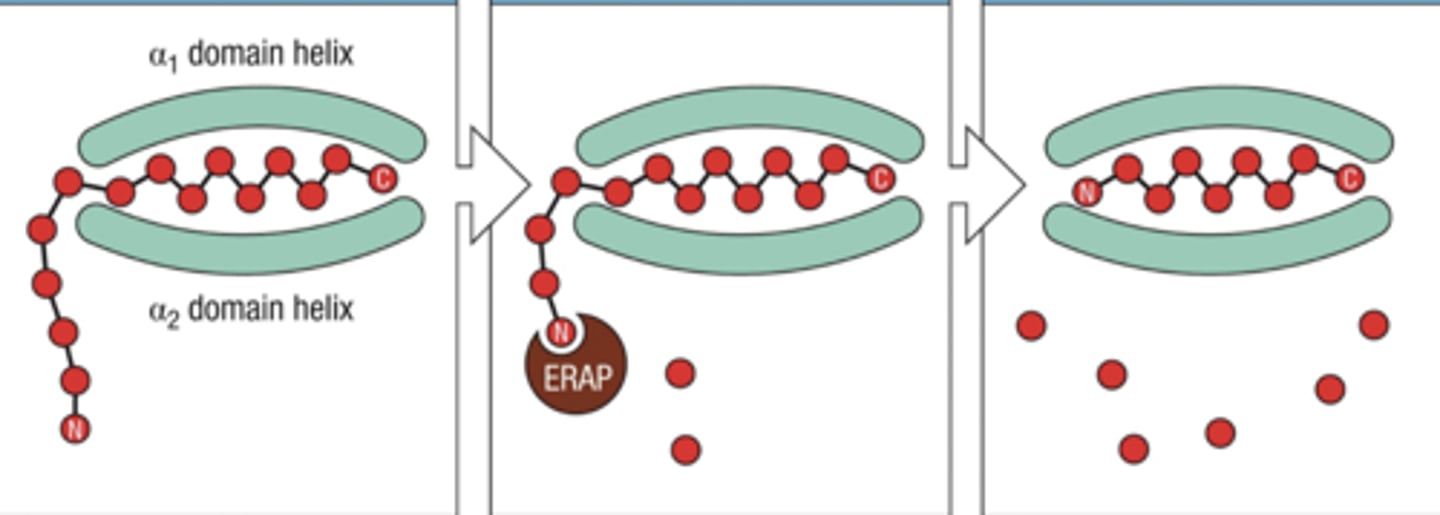 <p>trims peptides bound to MHC class I to improve binding affinity</p>