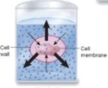 <p>High solute <strong><u>outside</u></strong> the cell. <u>Water will move out of the cell </u>and solutes move in. Results in plasmolysis and cell death. This is how you preserve food and are halophiles (loves salt)</p>