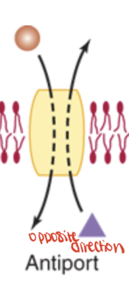 <p>Exchanges solutes in opposite directions (ex. Na+/K+ ATPase)</p>