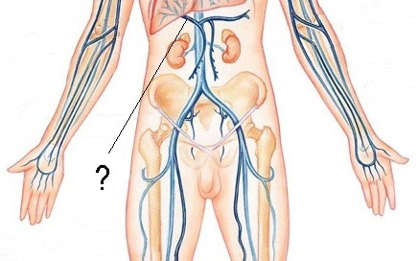 <p>the vein that collects blood from the GI tract and conducts it to the liver</p>