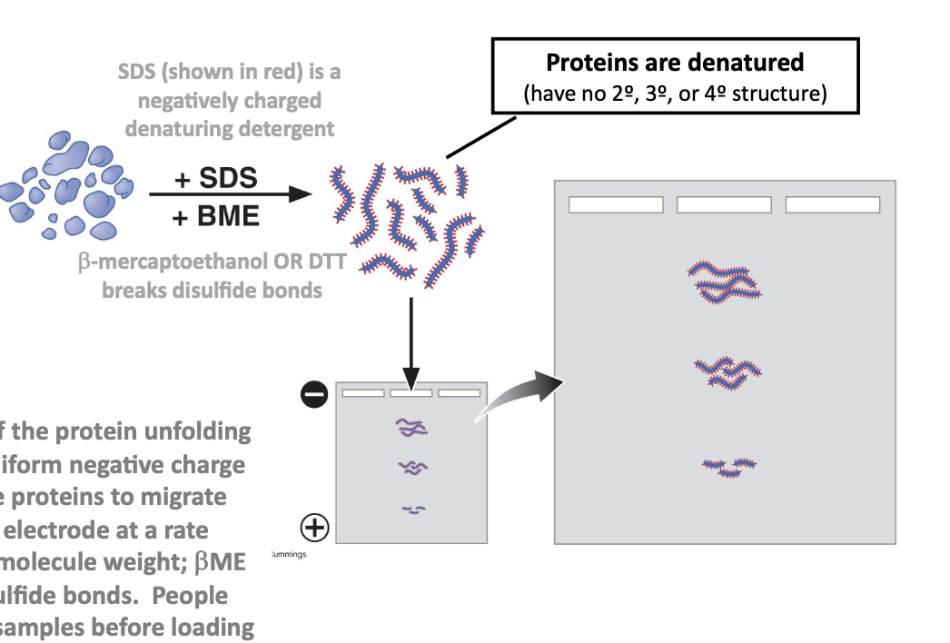 <p>electrophoresis of protein samples</p><ul><li><p>sodium dodecyl sulfate-polyacrylamide gel electrophoresis</p></li></ul><p></p>