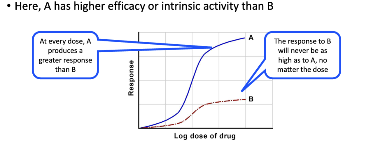 <p>The ability of a bound drug to activate the receptor and produce a pharmacologic response; governs receptor activation.</p>