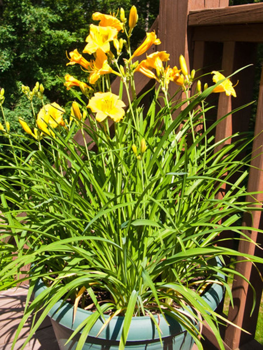 <p>Flowers are typically funnel-shaped to bell-shaped.</p><p>Each flower has six segments.</p><p>Flowers range in size from 3-8" across and ruffled edges.</p><p>Flowers bloom on naked modified stems from spring to late summer.</p><p>Each plant features grass-like to sword-shaped foliage.</p><p>May grow from 1-6' tall, but most mature to about 3-4'.</p><p>Usually a perennial, but sometimes semi-evergreen or evergreen.</p>