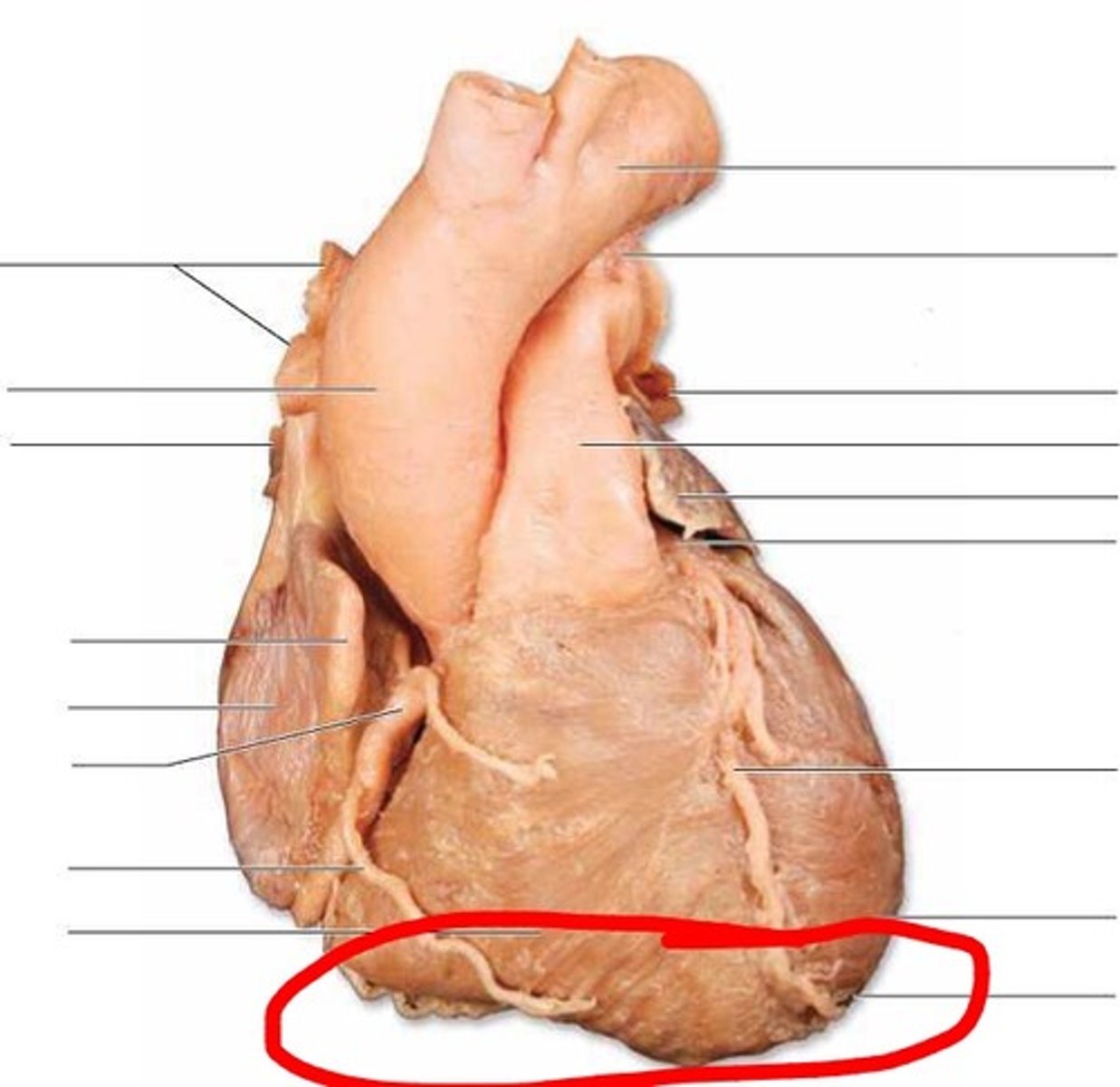 <p>hand below heart</p><p>region</p>