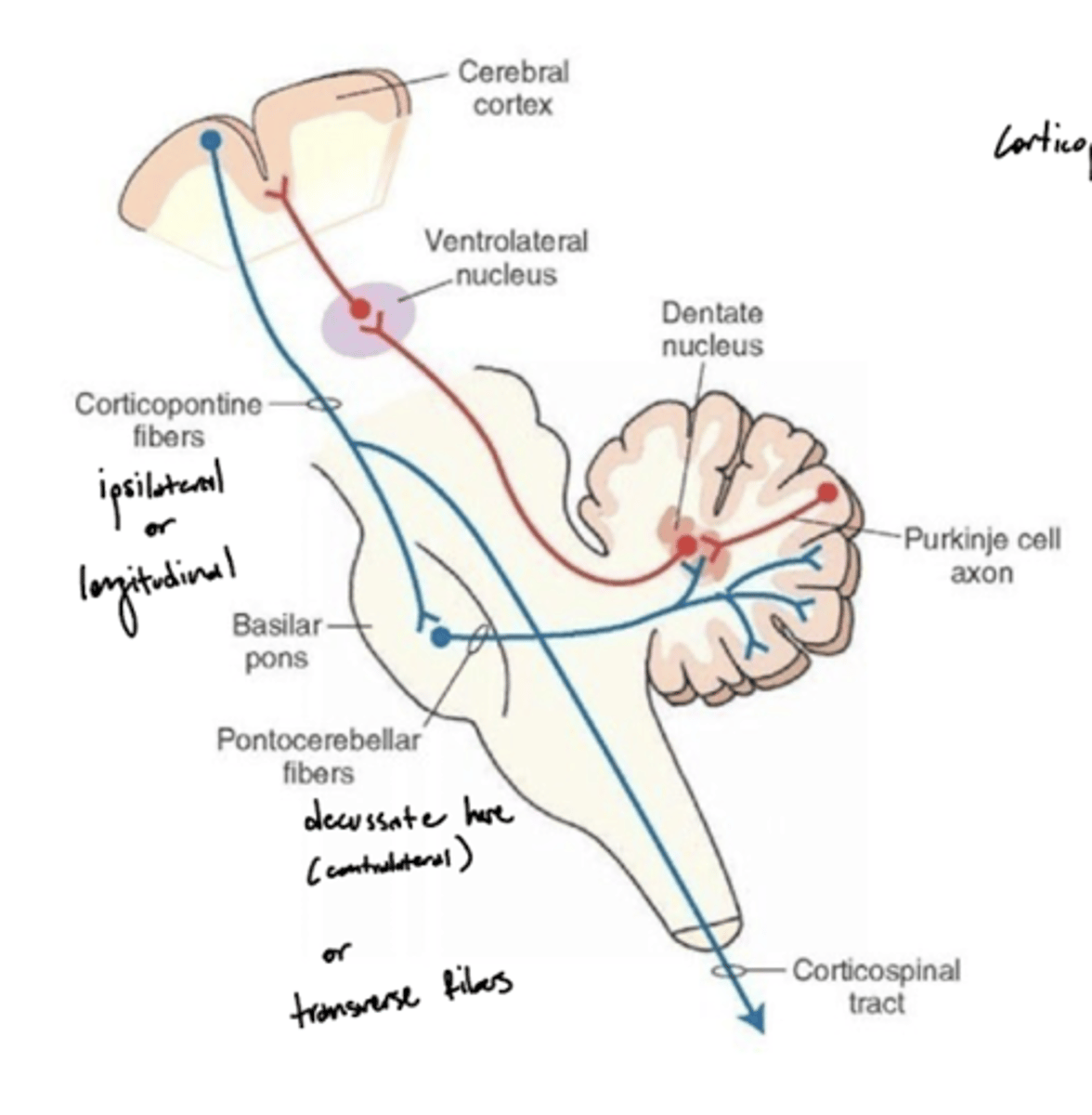 <p>1. Corticopontine fibers (longitudinal fibers)</p><p>2. Synapse in the pons</p><p>3. Decussation (transverse fibers)</p><p>4. Middle cerebellar peduncle</p><p>5. Projection to the cerebellum</p>