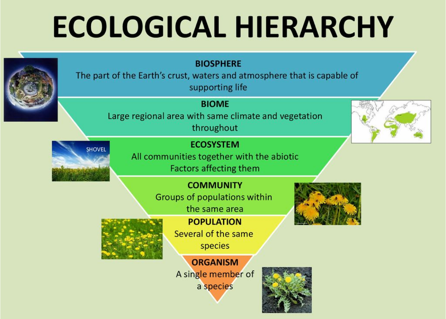 Ecological Hierarchy