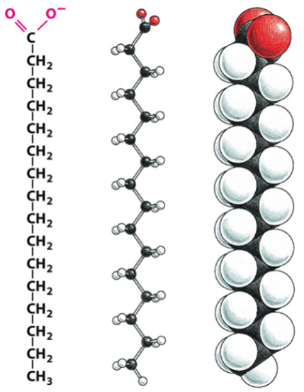 <p>one of the 4 major organic molecules</p><p>form fats and lipids</p><p>consist of a carboxylic acid head (hydrophilic, indicated with red in the picture) and a hydrocarbon tail (hydrophobic, indicated with black and white in the picture)</p><p>can be saturated or unsaturated</p><p>stored as energy reserves (fats and oils) through ester linkage to glycerol to form triacylglycerols</p>
