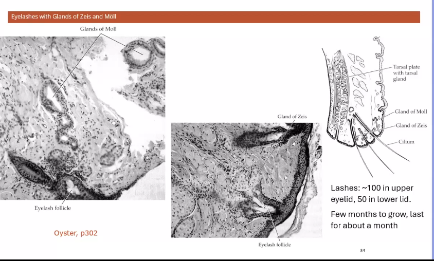 <p>edge of eyelids </p>