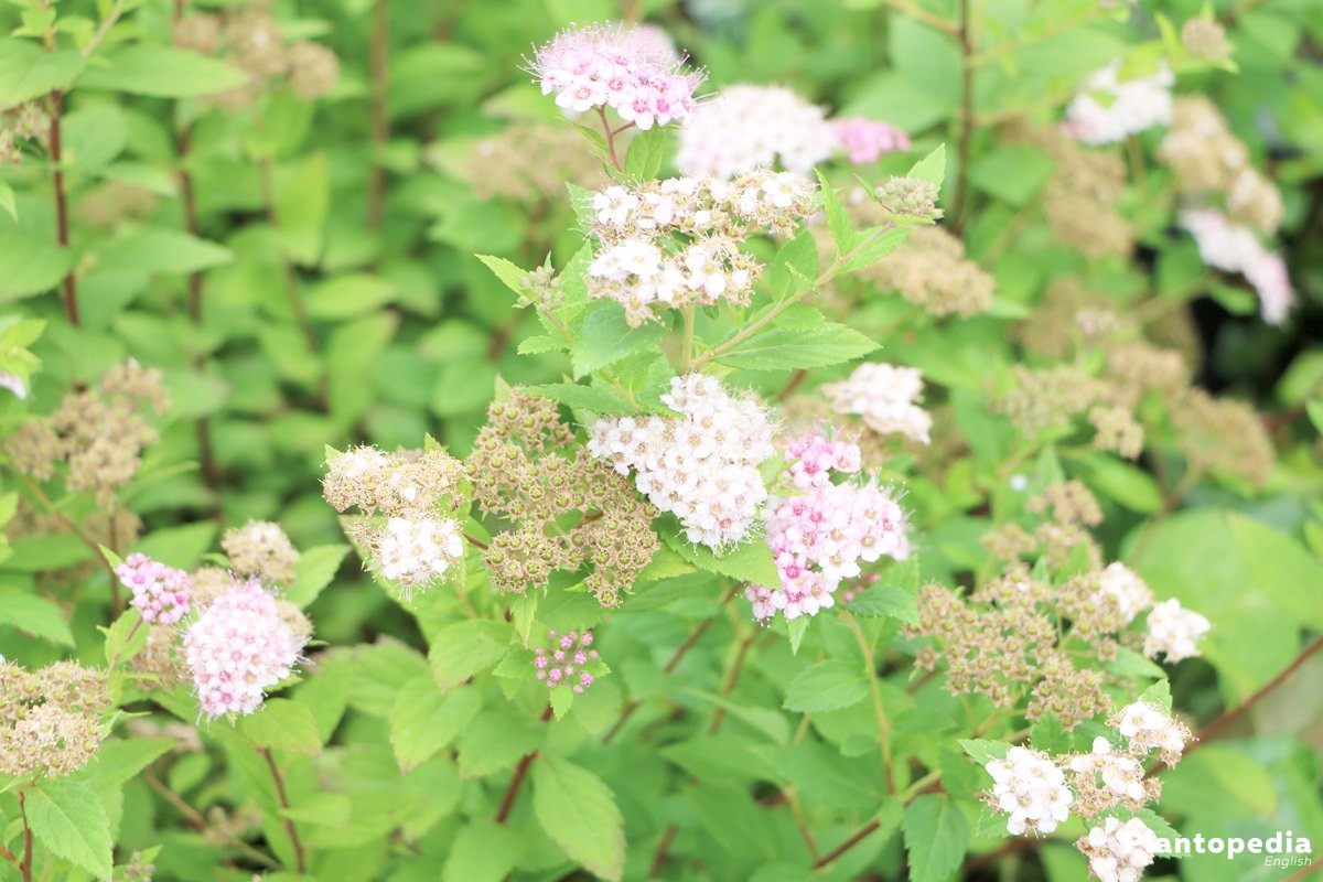 <p>pretty pink flowers</p><p>elliptical and serrated (sometimes only ¾) leaves</p><p>max 2` tall and 4` wide</p>