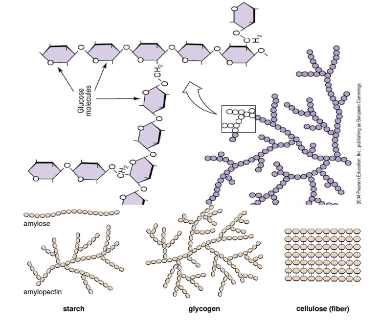 <p>A polysaccharide is 3 or more covalently bonded _____. ex: ______</p>