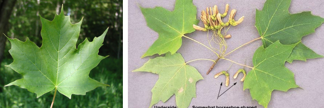 <p>Opposite, simple leaves with palmate veins with “rounded” lobes</p>