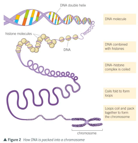 <p>A DNA molecule and its associated proteins form a chromosome</p>