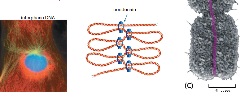 <p>condensin protein packs chromosomes</p><p>sister chromatids remain attached — cohesin protein</p>