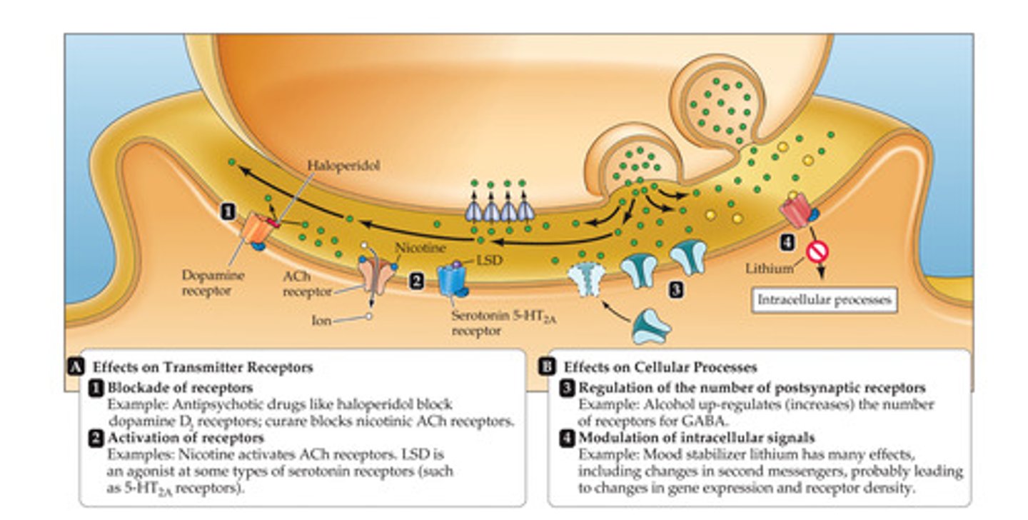 <p>1. Receptor antagonists</p><p>2. Receptor agonists</p><p>-Neuromodulators (GABAa receptors)</p><p>3. Regulators of postsynaptic receptor density</p><p>4. Modulators of intracellular signaling cascades</p>