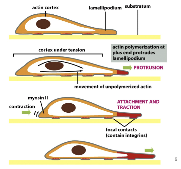 <p>For cell migration:</p><ol start="0"><li><p>Before migrating, the cell must POLARIZE!</p></li><li><p>Directed polymerization of f-actin</p></li><li><p>Attachment of the leading edge to the substratum</p></li><li><p>Contractility at near pulls cell forward and rear detaches</p></li></ol><p>Repeats if the signal persists</p><p></p>