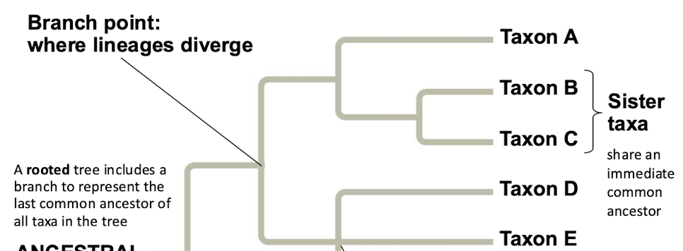 <p>Each branch point represents the divergence of two species</p>