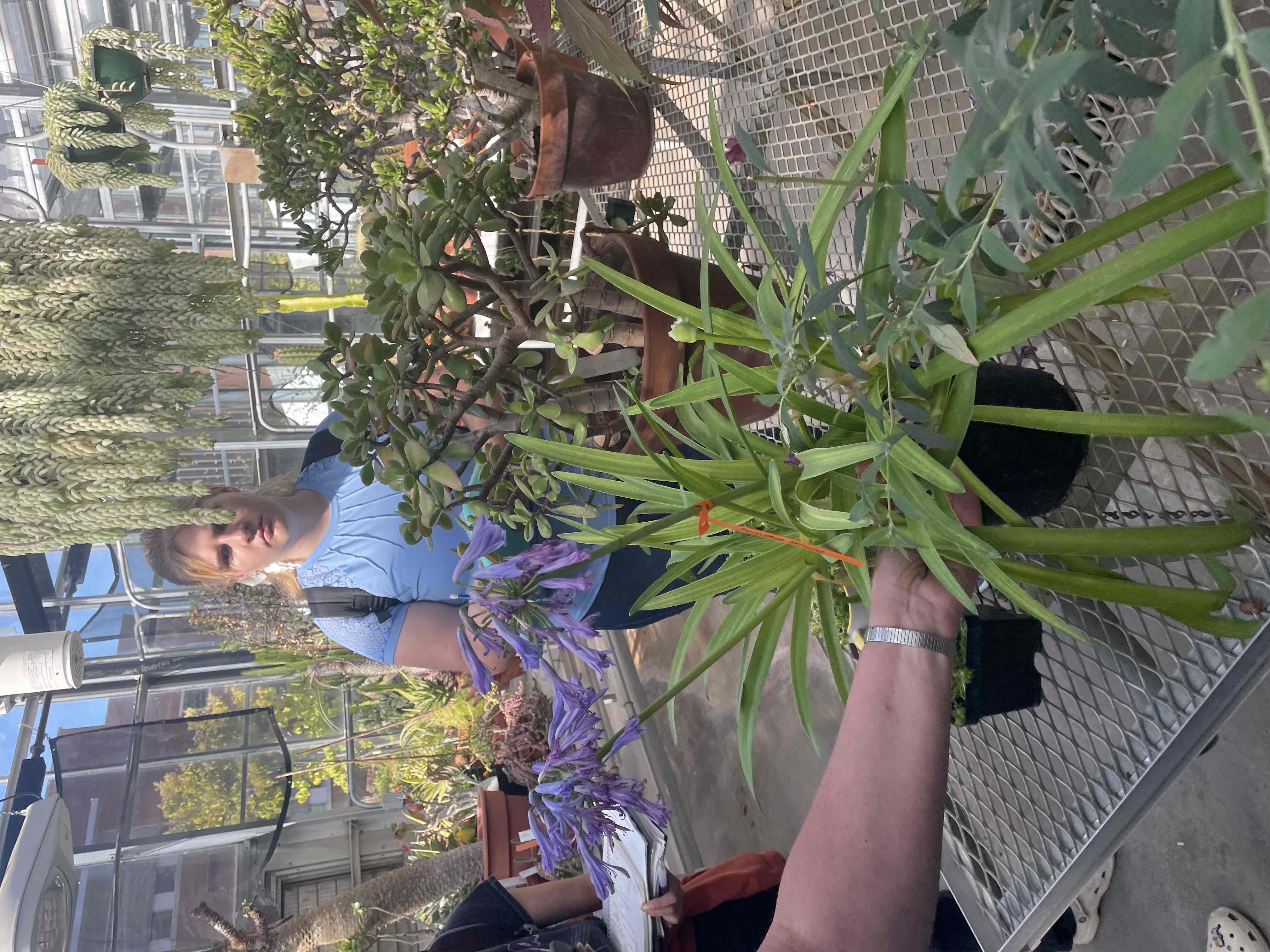 <p>Agapanthus africanus</p>