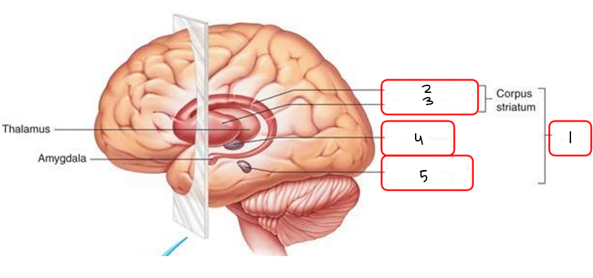 <p>Fill in the blanks. (lentiform nucleus, basal nuclei, subthalamic nucleus, caudate nucleus, substantia nigra)</p>