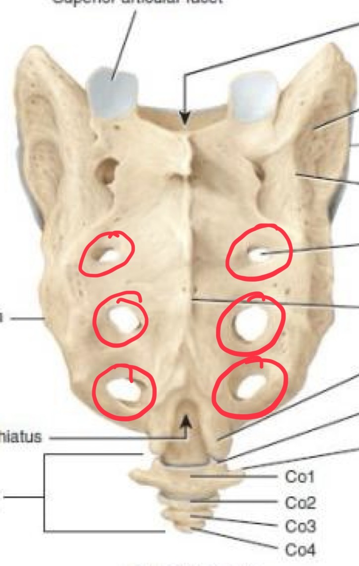 <p>Allow the sacral nerve fibers enter and leave the central canal</p>