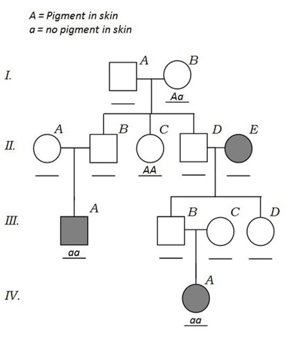<p>How many children did the married couple have in the 1st generation?</p>