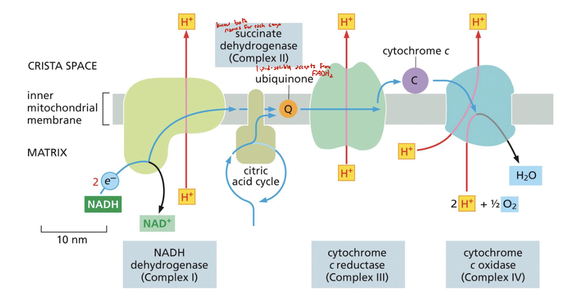 <ol><li><p>complex I: aka NADH dehydrogenase, a proton pump that contains flavin and FeS clusters as prosthetic groups. NADH:NAD+ passes two electrons through it into CoQ</p></li><li><p>complex II: aka succinate dehydrogenase (SDH), has FeS and hemes as prosthetic groups. doesn’t pump hydrogen. FADH2:FAD works here (citric acid cycle here!)</p></li><li><p>complex III: aka cytochrome c reductase. proton pump with hemes and FeS clusters as prosthetic groups. accepts electrons from CoQ and passes it to cyt c (specifically 2 electrons)</p></li><li><p>complex IV: aka cytochrome c oxidase (COX). terminal electron acceptor. proton pump with heme and copper as prosthetic groups. takes electrons from cytochrome c and passes it to H2O:O2 in the matrix</p></li></ol>