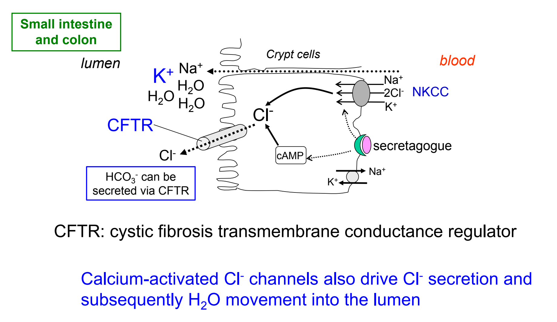 <ul><li><p><strong>CFTR</strong> → opens in response to increases in intracellular signaling molecules cAMP or cGMP</p><ul><li><p>can also secrete HCO<sub>3</sub><sup>-</sup></p></li></ul></li><li><p><strong>calcium-activated Cl<sup>-</sup> channels</strong> → sensitive to intracellular calcium levels</p></li></ul><p></p>