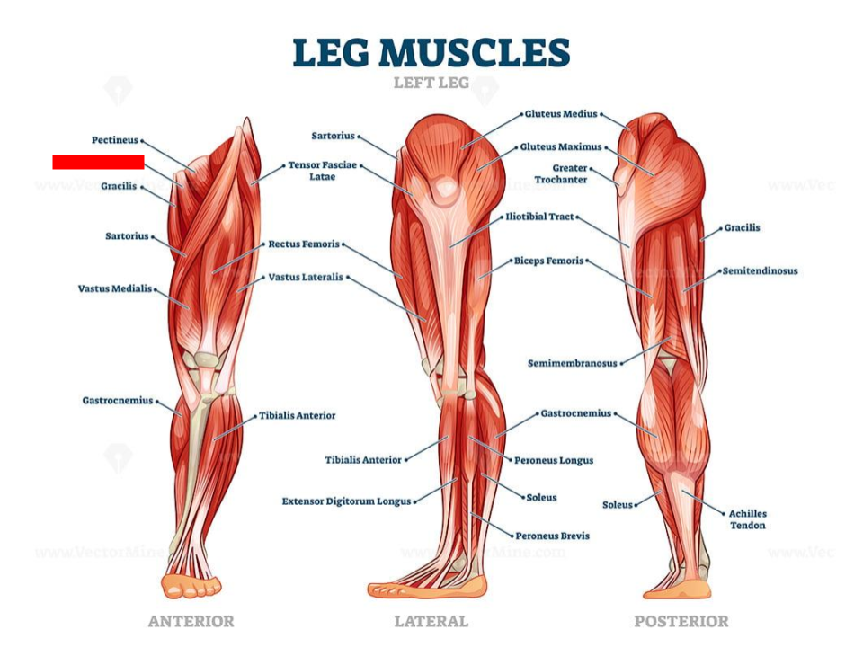 <p>adductors</p>