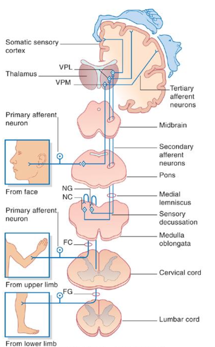 <p>Dorsal Column–Medial Lemniscus Pathway (DCML)</p>
