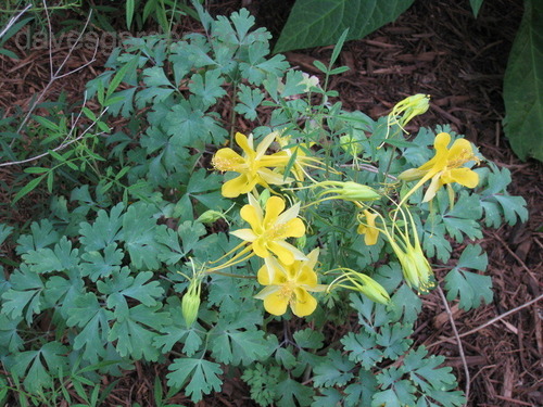 <p>Hinckley&apos;s Columbine</p>