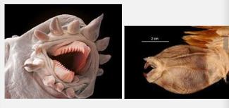 <p>an <strong>erevirsable parynx </strong> with <strong><u>chitonous jaws</u></strong></p>