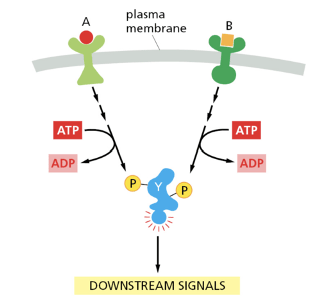 <p>interaction of signals from two or more different cell-surface receptors that merge to activate the same response in the cell</p>