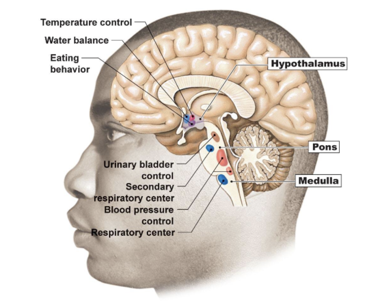 <p>Hypothalamus —&gt; Hunger, Temp, water</p><p>Pons → Respirations (breathing rate), cardiovascular</p><p>Medulla Oblongata → Respiratory, Cardiovascular</p>