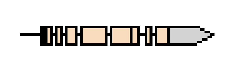 <ul><li><p>oriented so that the sense strand has its 5’ end on the left and its 3’ on the right. boxes are exons and the lines between them are introns. the line 5’ to the first exon is the location of the promoter. the first exon has a black portion before the first codon. that is the 5’ utr. the last exon has a gray portion after the stop codon. that is the 3’ utr. the promoter (along with other regulatory information in the introns and far 5’ and far 3’ to the portion shown here) determines how efficiently the gene is transcribed into mrna (and in what tissues and at what times). </p></li><li><p>the 5’ utr contains information that determines how efficiently the RNA for this gene can be translated into protein. the yellow portions of the gene are the coding regions of the exon. that is what determines what amino acids are added in what order, which determines the protein structure and function. the 3’ utr contains information that controls efficiency of translation, mRNA stability, and mRNA localization in the cell.</p></li></ul>