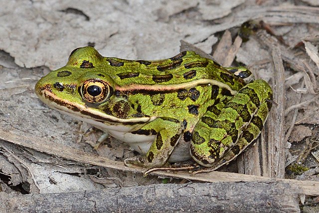<p>Northern Leopard Frog</p>