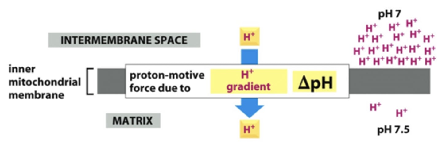 <p>chemical gradient, pH</p>
