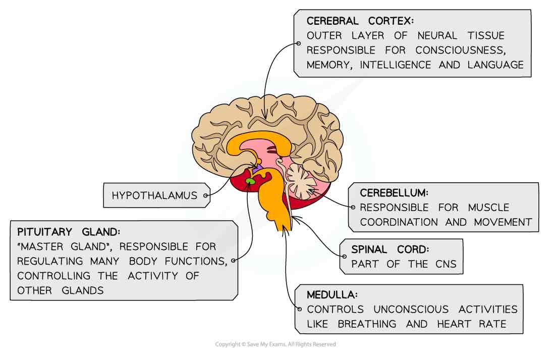 <ul><li><p>Responsible for muscle co-ordination and movement</p></li></ul>