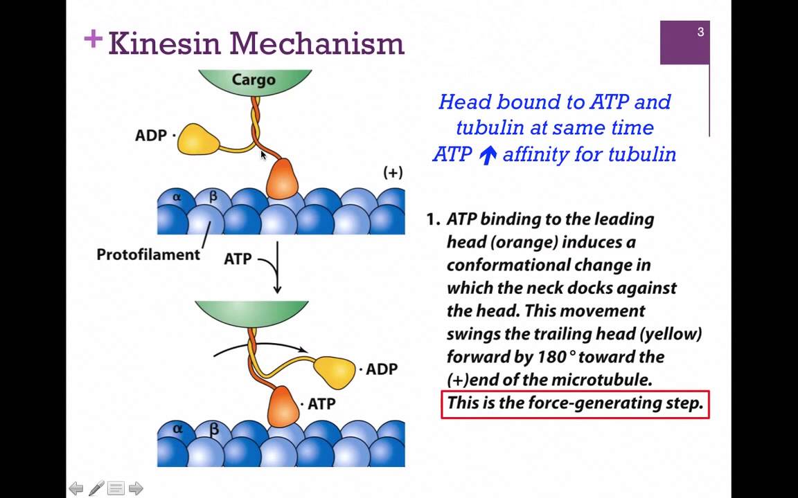 <p>One of two motor proteins associated with microtubules; Has two heads, one head attached to tubulin at all times; Plays a key role in aligning chromosomes during metaphase and depolymerizing microtubules during anaphase of mitosis; Brings vesicles toward the positive end of the microtubule</p>