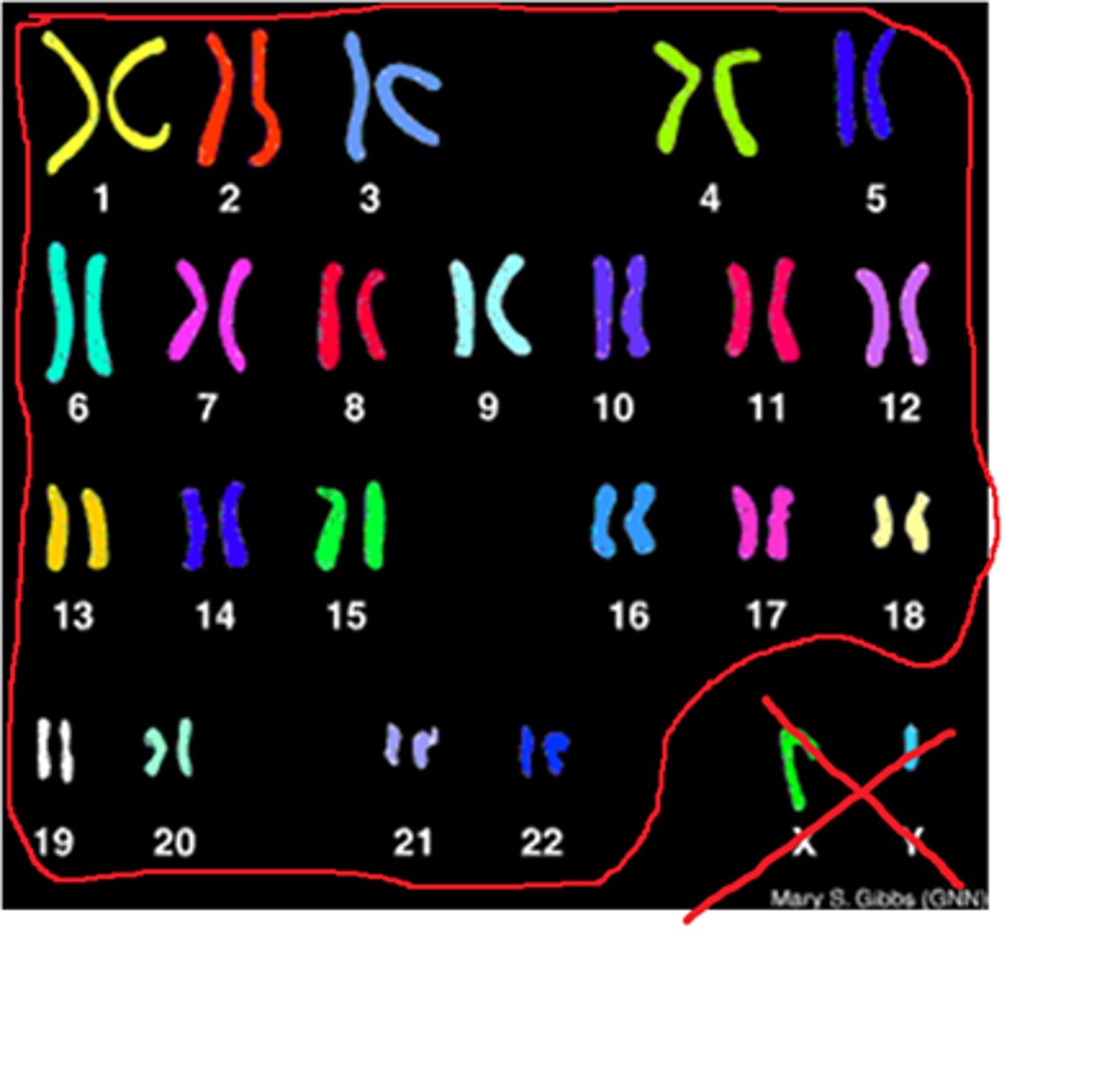 <p>All the chromosomes in our cells other than the X and Y chromosome (the 1st through the 22nd chromosomes shown on a karyotype)</p>