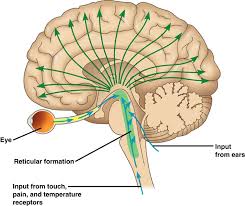 <p>loosely organized web of grey matter than runs vertically through all levels of the brainstem </p>
