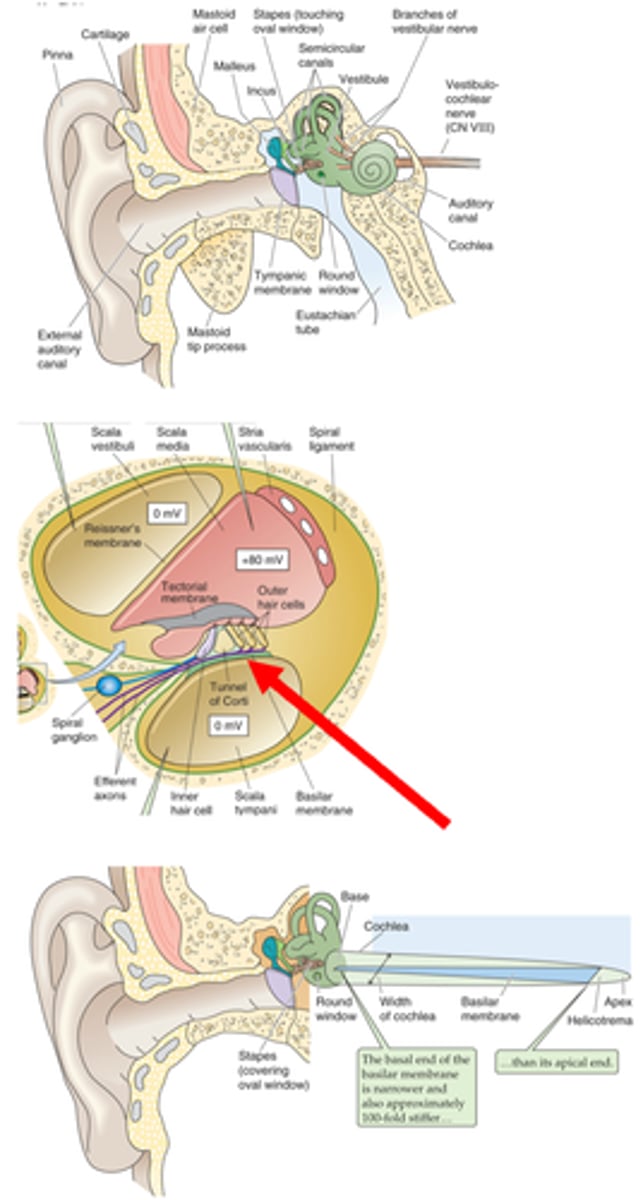 <p>Anatomy of the basilar membrane</p>